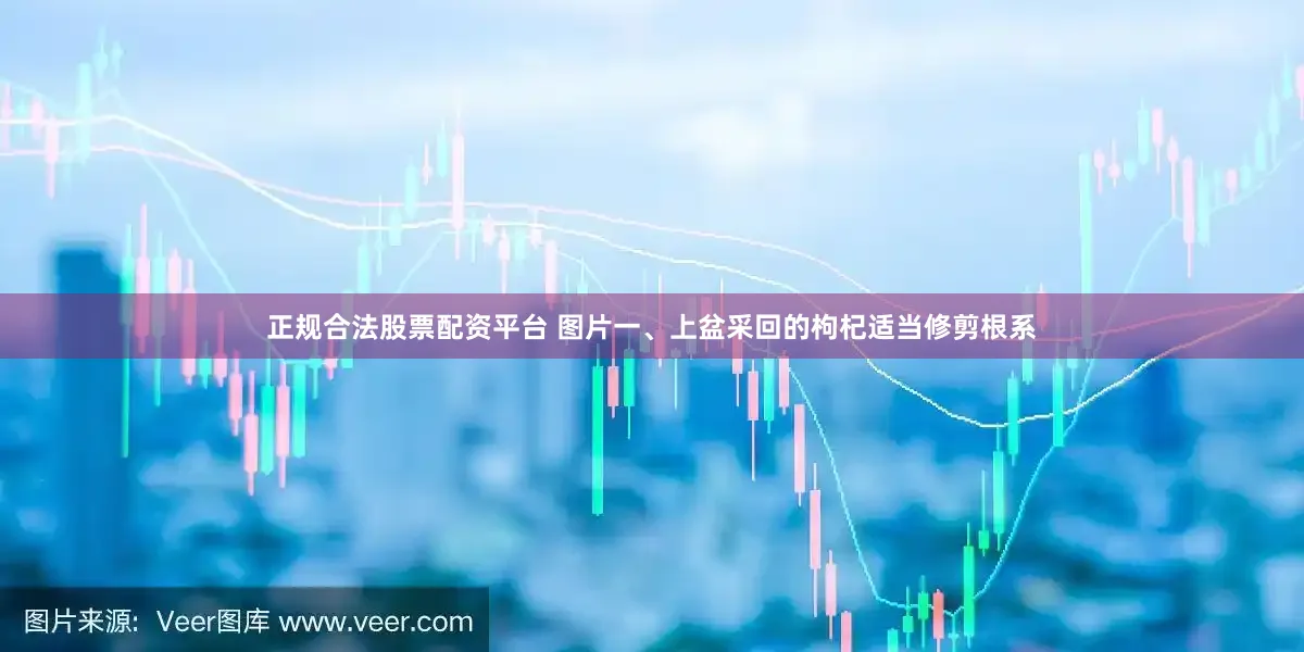 正规合法股票配资平台 图片一、上盆采回的枸杞适当修剪根系